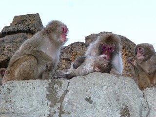 20130308サル⑬.jpg