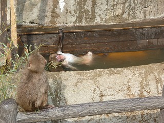 20130414サル山①.jpg