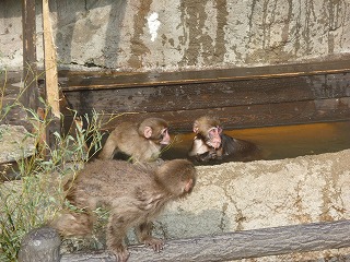 20130414サル山③.jpg