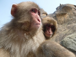 20130414サル山⑧.jpg