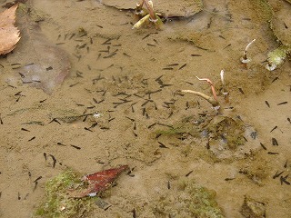 20130424カエル③.jpg