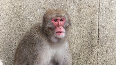 20130507ニホンザル⑪.jpg