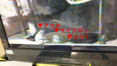 20130509サル温泉⑪.jpg