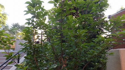 20130516木の実③.jpg