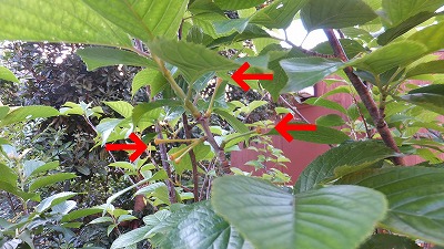 20130516木の実④.jpg