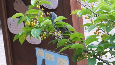 20130516木の実⑤.jpg
