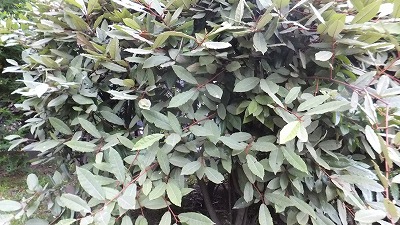 20130516木の実⑥.jpg