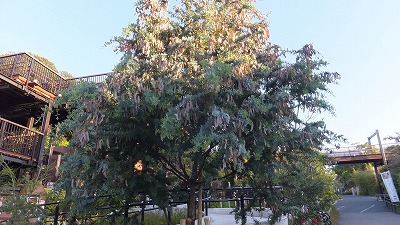 20130516木の実⑦.jpg