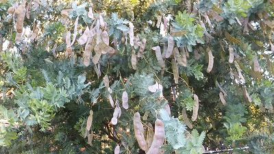 20130516木の実⑧.jpg