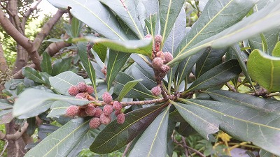 20130516木の実⑩.jpg