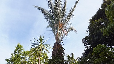 20130516木の実⑪.jpg