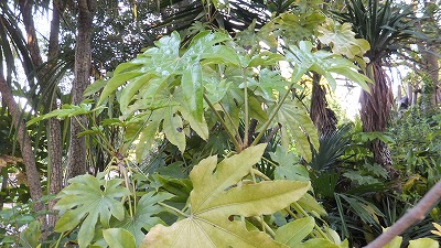 20130516木の実⑫.jpg