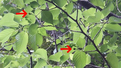 20130516木の実⑭.jpg