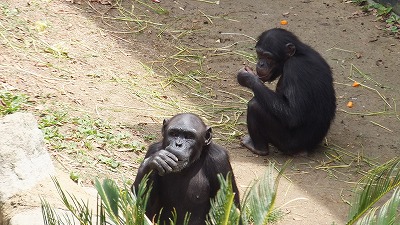 20130516木の実⑰.jpg