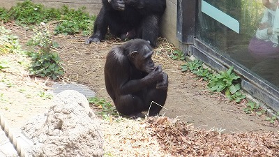 20130516木の実⑱.jpg