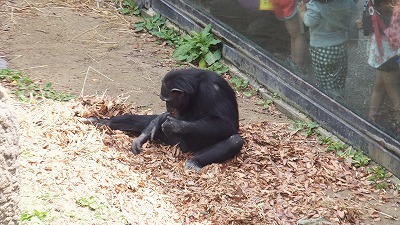 20130516木の実⑲.jpg