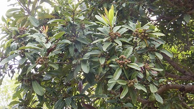 20130516木の実⑳.jpg