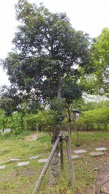 20130516木の実.jpg