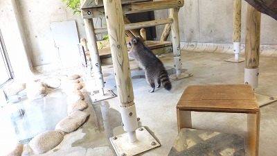 20130525アライグマ③.jpg