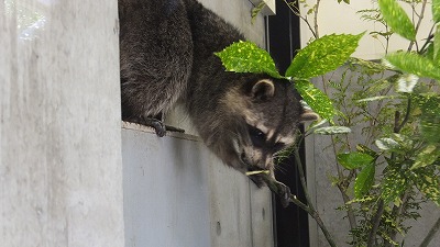 20130525アライグマ⑤.jpg