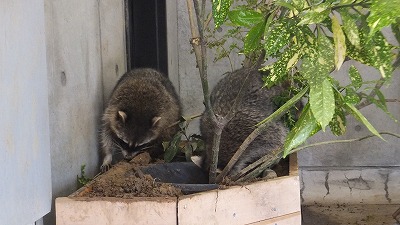 20130525アライグマ⑧.jpg