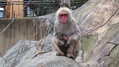 20130527ニホンザル赤ちゃん②.jpg