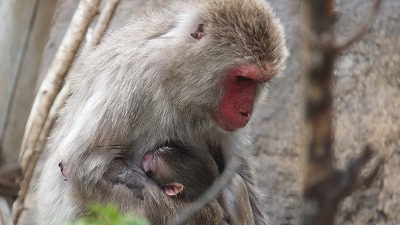 20130527ニホンザル赤ちゃん⑥.jpg