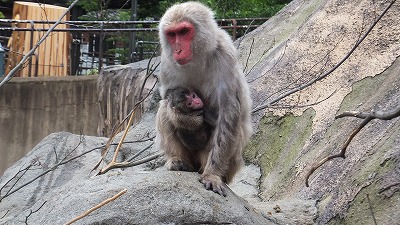 20130527ニホンザル赤ちゃん⑦.jpg