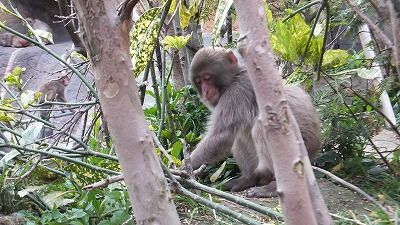 20130530サル山⑮.jpg