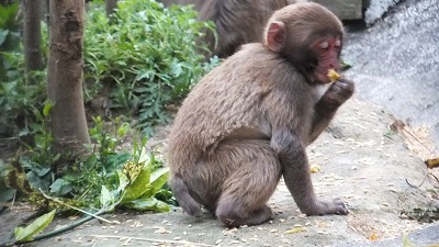 20130530サル山⑯.jpg