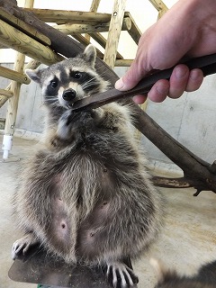 201305321アライグマ⑩.jpg