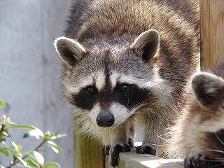 201305321アライグマ⑪.jpg