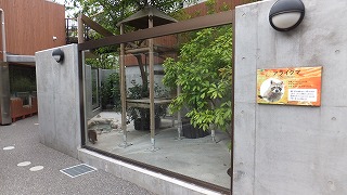 201305321アライグマ23.jpg