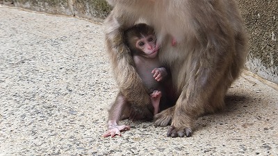 20130614ニホンザル②.jpg