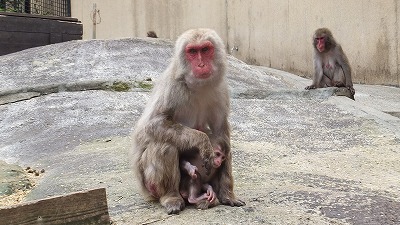 20130614ニホンザル④.jpg