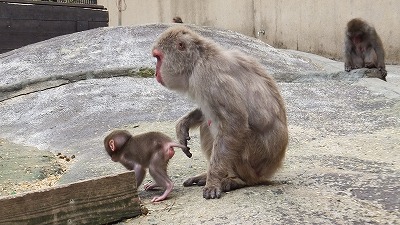 20130614ニホンザル⑤.jpg