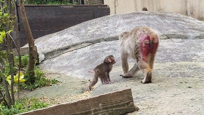 20130614ニホンザル⑦.jpg