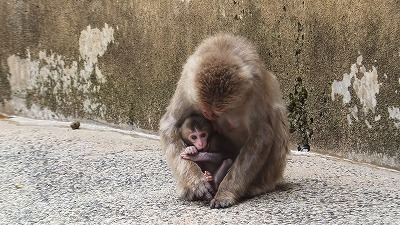 20130614ニホンザル⑩.jpg