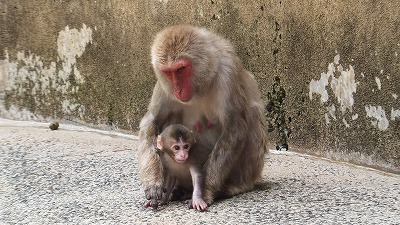 20130614ニホンザル⑪.jpg