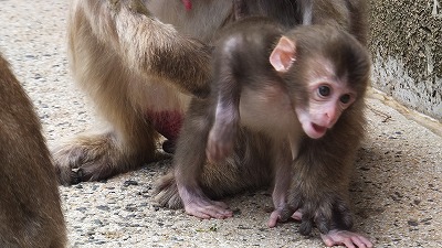 20130614ニホンザル⑮.jpg