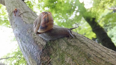 20130621カタツムリ⑱.jpg