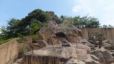 20130629サル山③.jpg