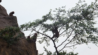 20130629サル山④.jpg