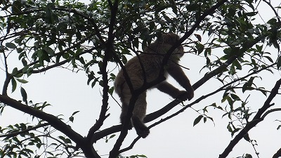 20130629サル山⑤.jpg