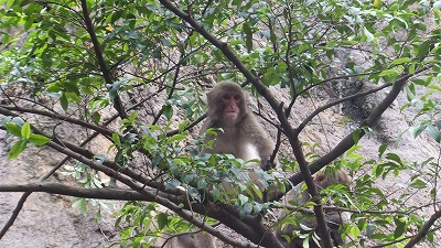 20130629サル山⑥.jpg