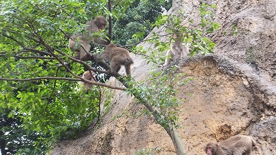 20130629サル山⑦.jpg