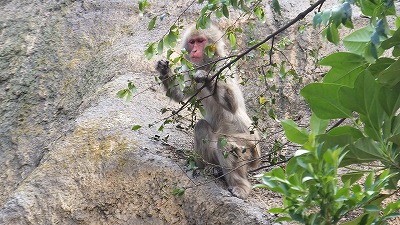 20130629サル山⑧.jpg