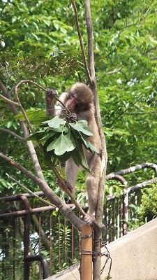 20130629サル山⑨.jpg