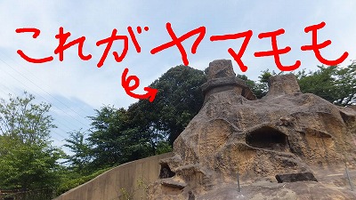 20130629ニホンザル①.jpg