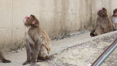 20130629ニホンザル③.jpg